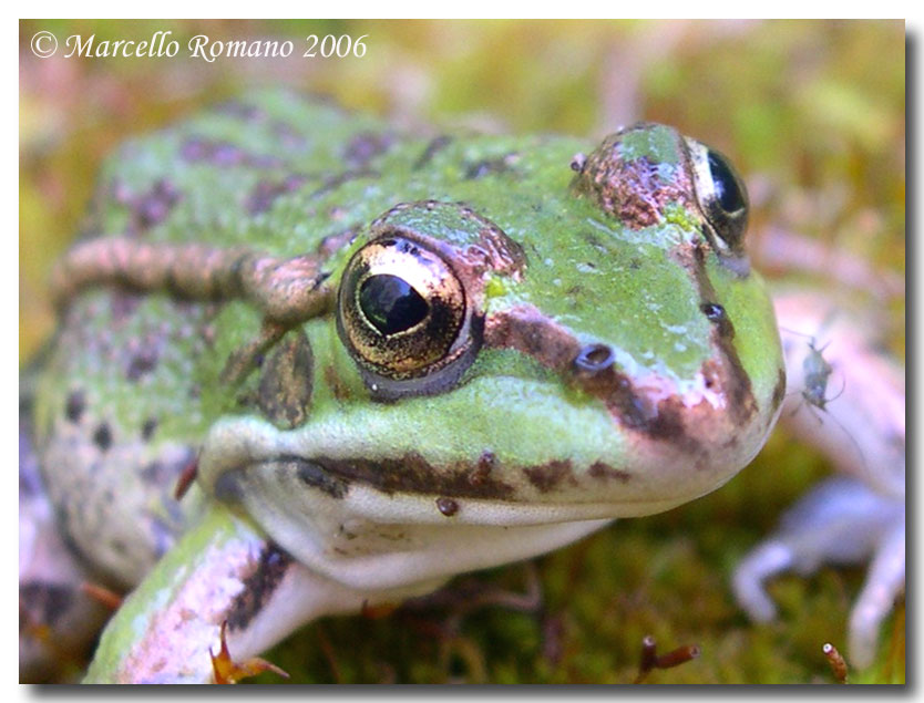 Una rana fotogenica - Pelophylax sp. (Sicilia)